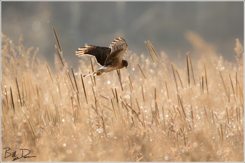 The Marsh Hawk