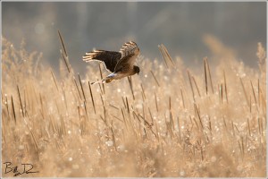 The Marsh Hawk