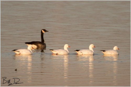 The Rosses Came to Town