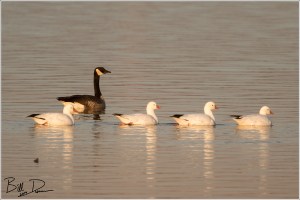 The Rosses Came to Town