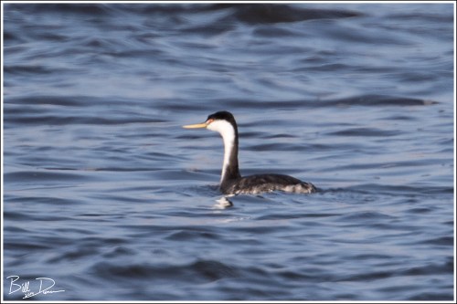 Western Grebe