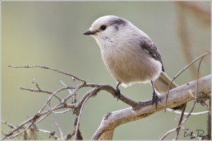 The Gray Jay
