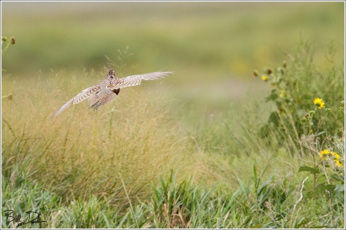 Ring-necked Pheasant