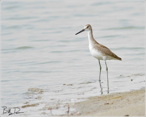 Willet