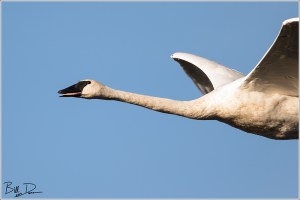 The Friendly Skies...