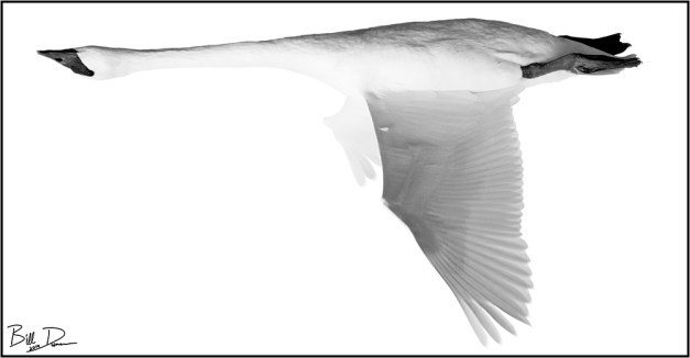 Trumpeter, Upside Down