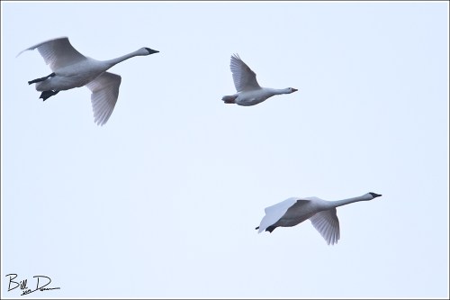 One of These Things is Not Like the Others...