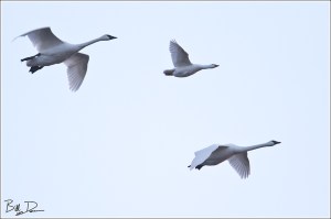 One of These Things is Not Like the Others...