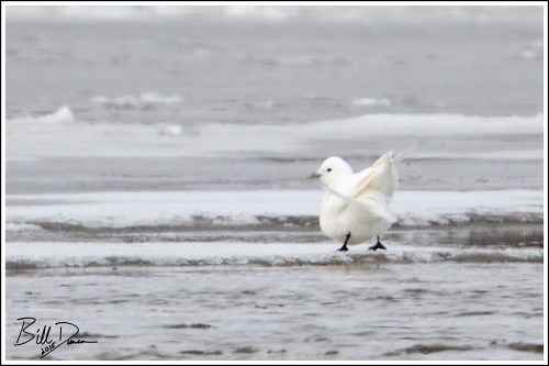 Ivory Gull