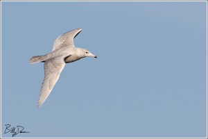 1st Winter Glaucous Gull