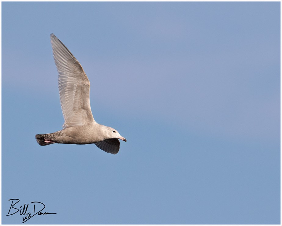1st Winter Glaucous Gull