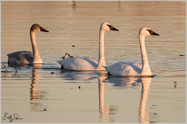 Rainy Days and Mondays Always Get Me Down