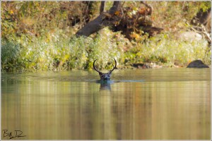 Swimming Buck