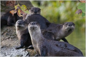 Otter Family II