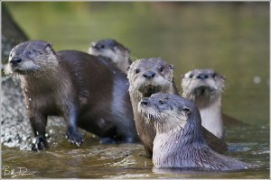 Otter Family