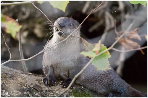 Playing with a Twig...