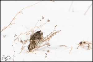 Savannah Sparrow