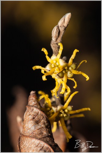 OWH - Yellow Flowered