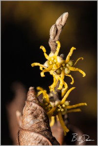 OWH - Yellow Flowered