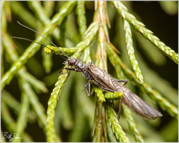 Winter Stonefly - Taeniopteryx burksi 