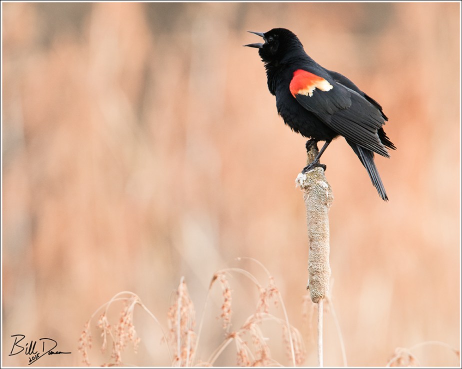 Red-winged Blackbird