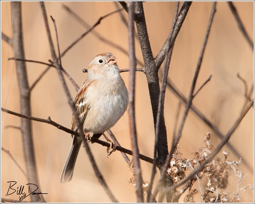Field Sparrow