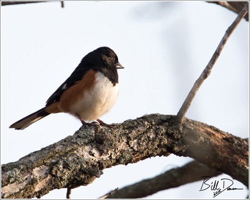 Eastern Towhee