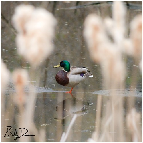 Mallard Drake in Repose