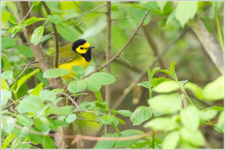 Hooded Warbler