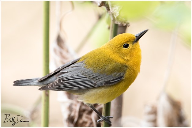 Prothonotary Warbler