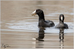 Cute Coots