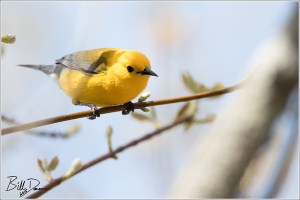 Prothonotary Warbler