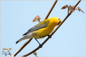 Prothonotary Warbler