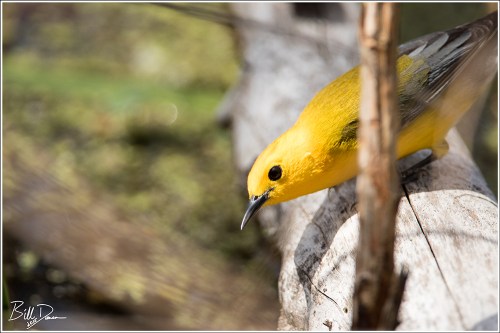 Prothonotary Warbler