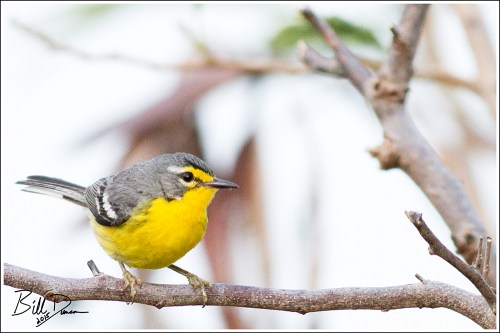 Adelaide's Warbler