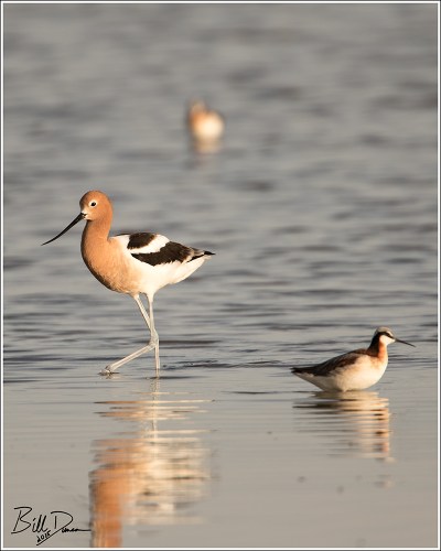 American Avocet and Wilson's Phalarope