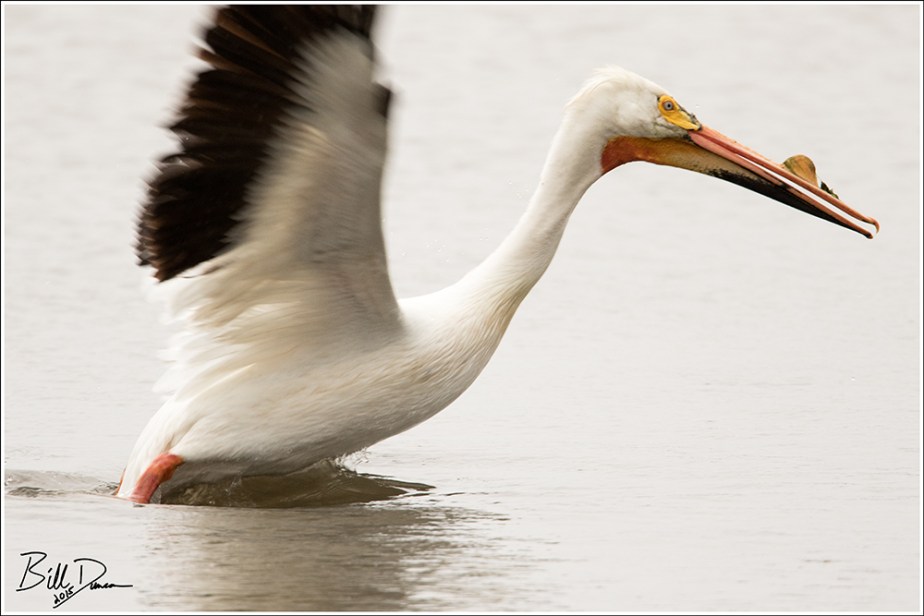 American Pelican