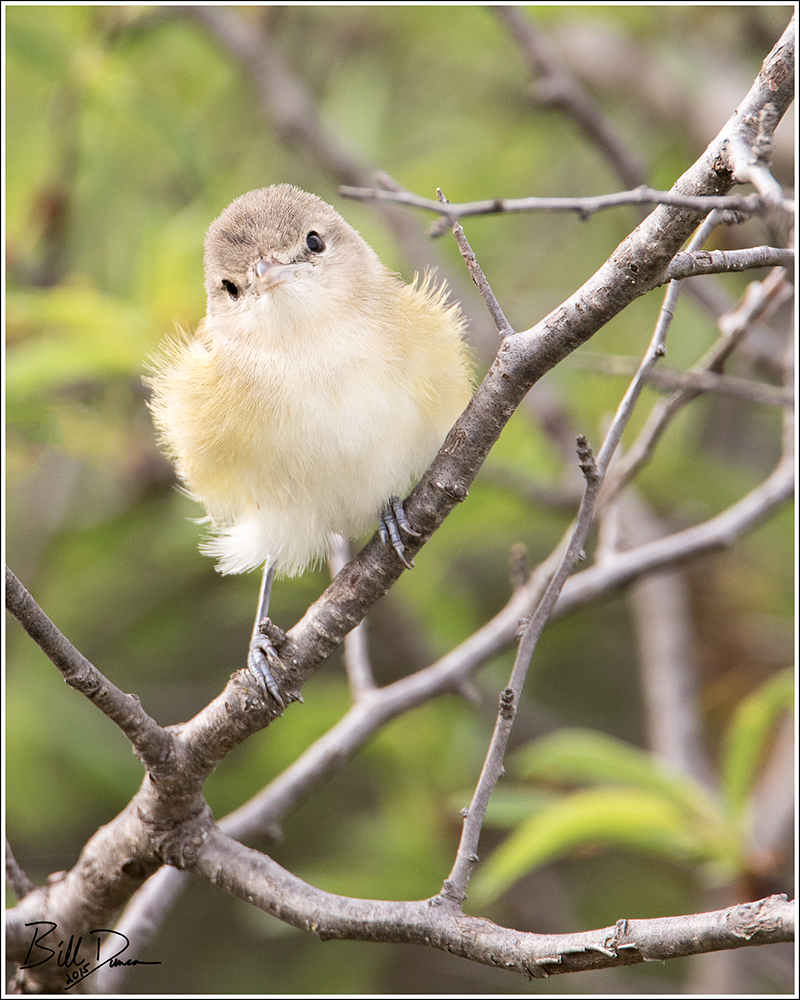 Bell's Vireo