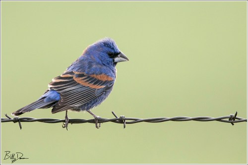 Blue Grosebeak