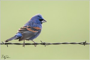 Blue Grosebeak