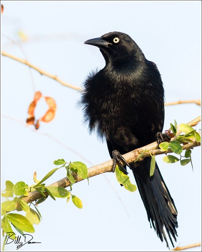 Greater Antillean Grackle