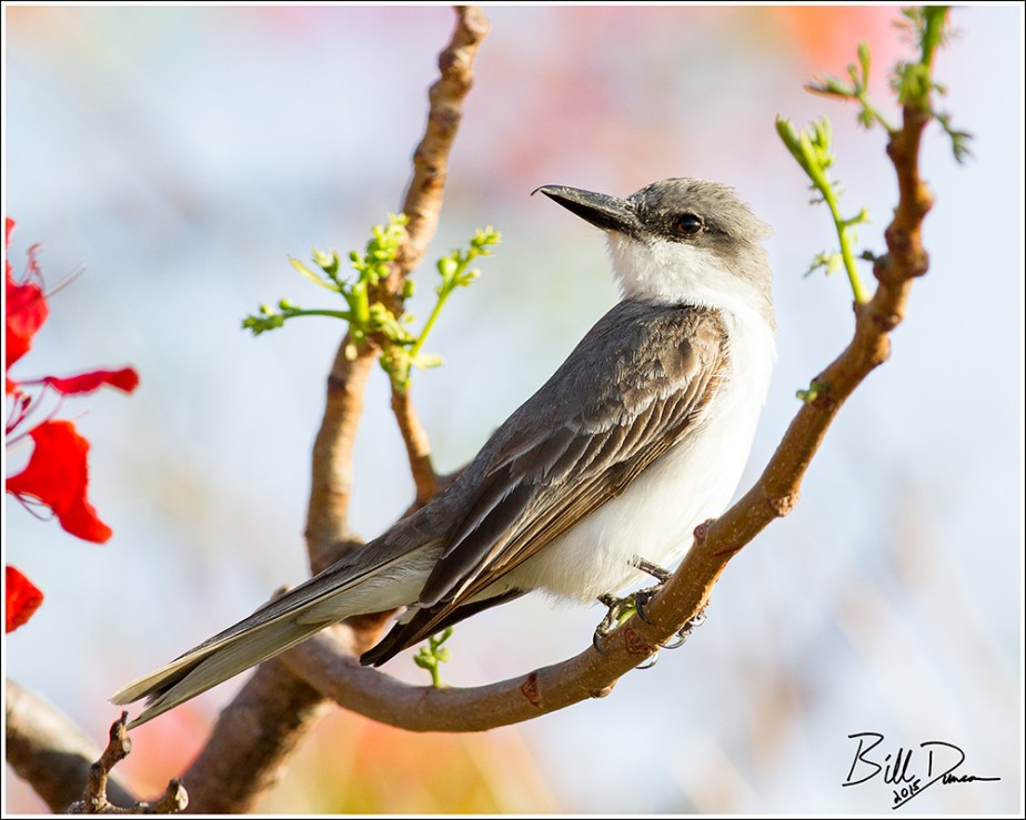 Grey Kingbird
