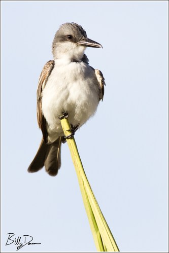 Grey Kingbird