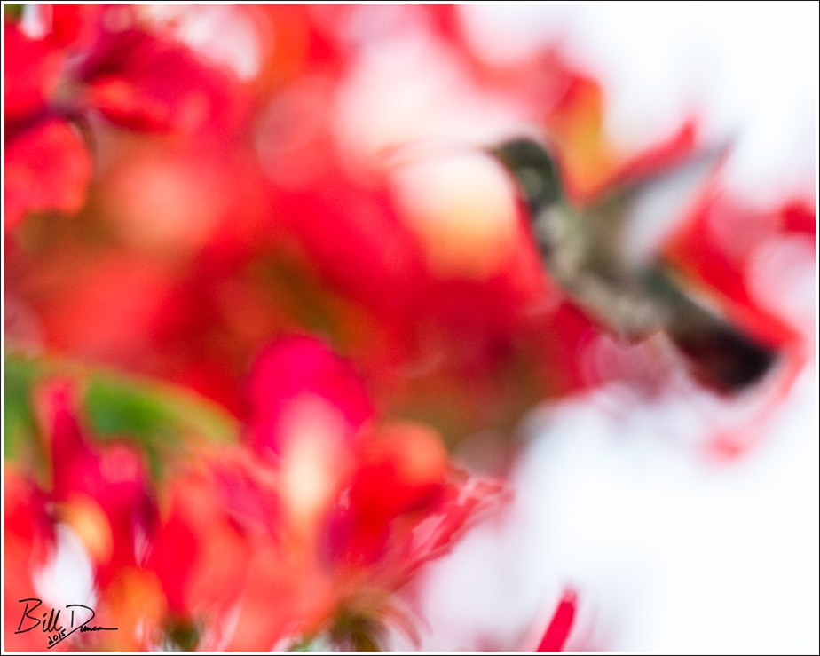 Birds of the Enchanted Isle