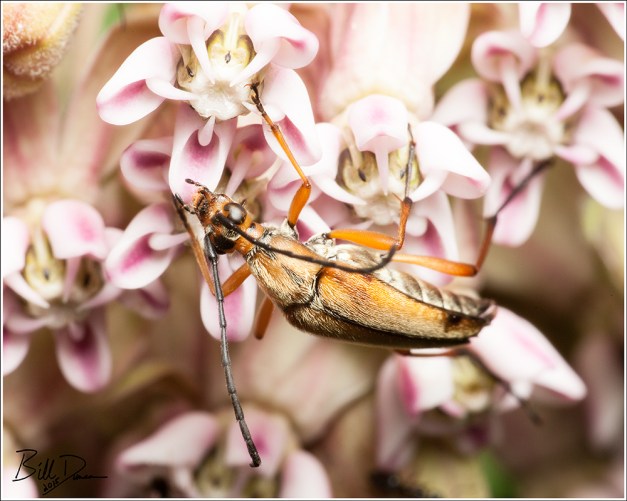 Soldier Beetle
