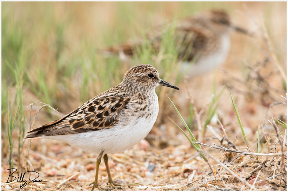Least Sandpiper