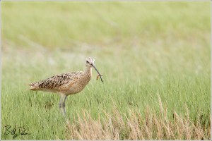 Long-billed Curlew