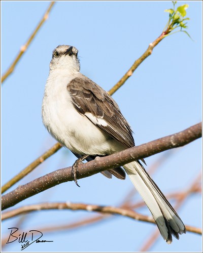 Northern Mockingbird