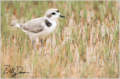 Snowy Plover