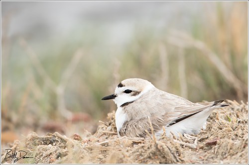 Snowy Plover